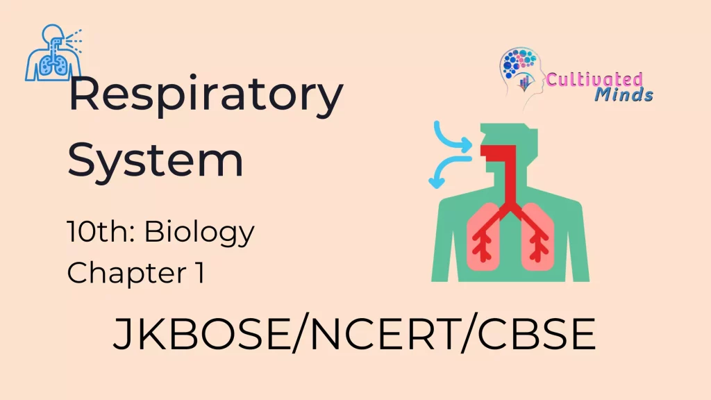 The-respiratory-system-class-10th
