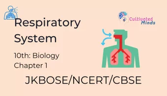 The-respiratory-system-class-10th